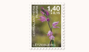 Orchidées 2024: Cephalanthera 1,40+0,15