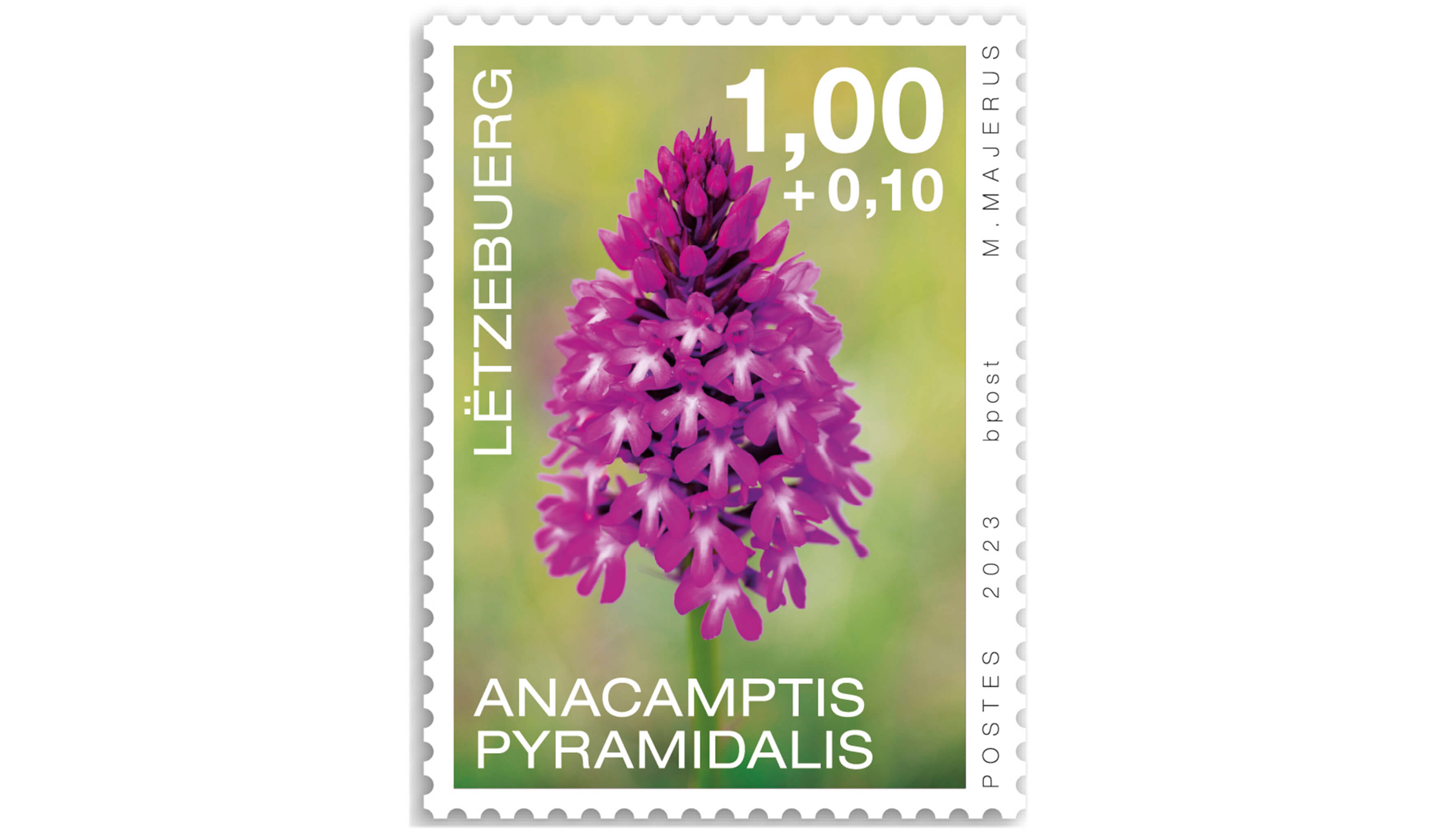 Orchidées 2023:Anacamptis pyr. 1,00+0,10