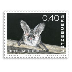 animals - Grey long-eared bat