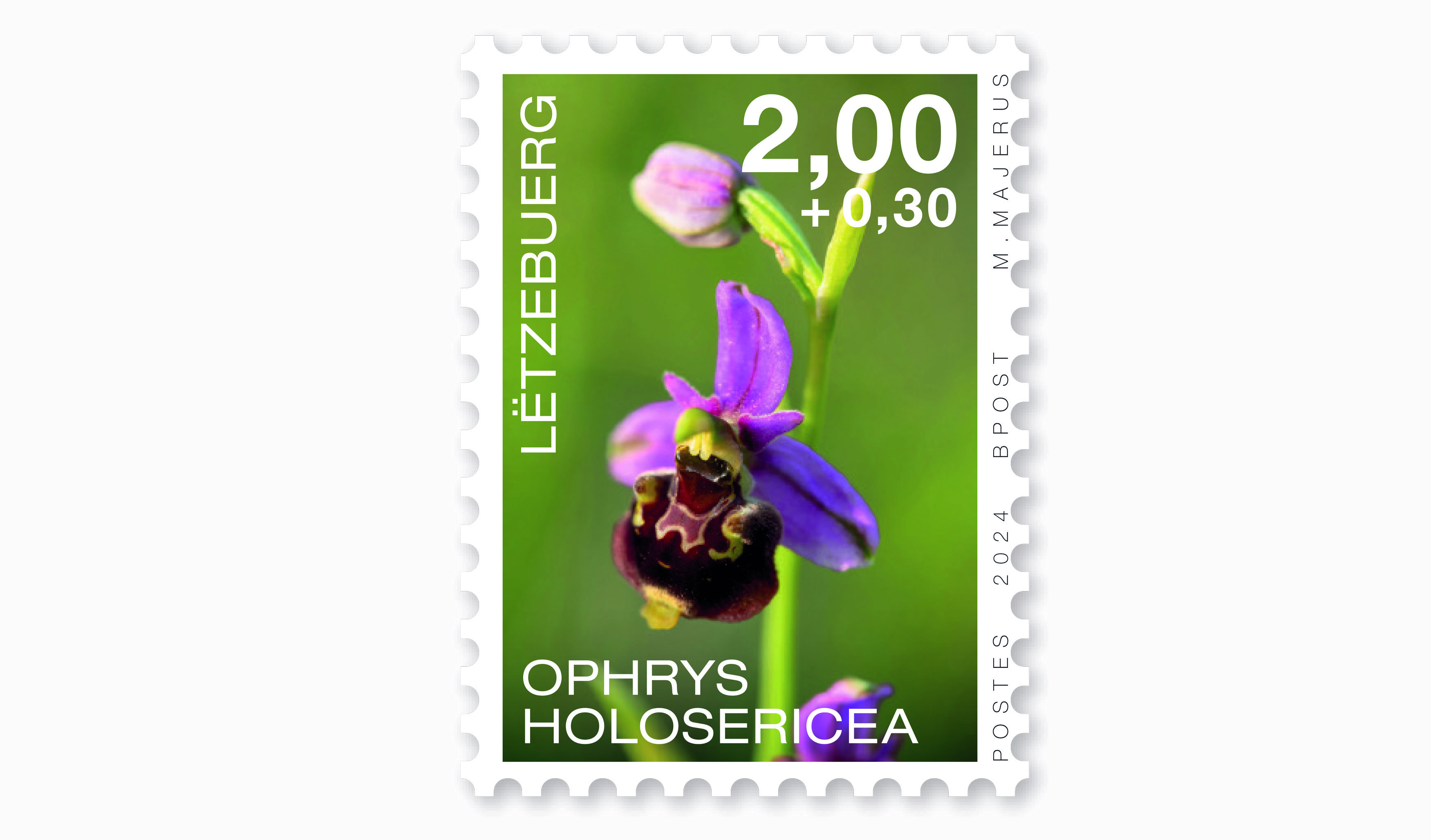 Orchidées 2024: Ophrys H. 2,00+0,30