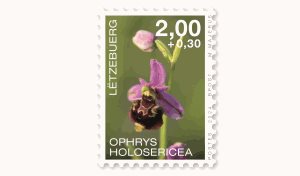 Orchidées 2024: Ophrys H. 2,00+0,30