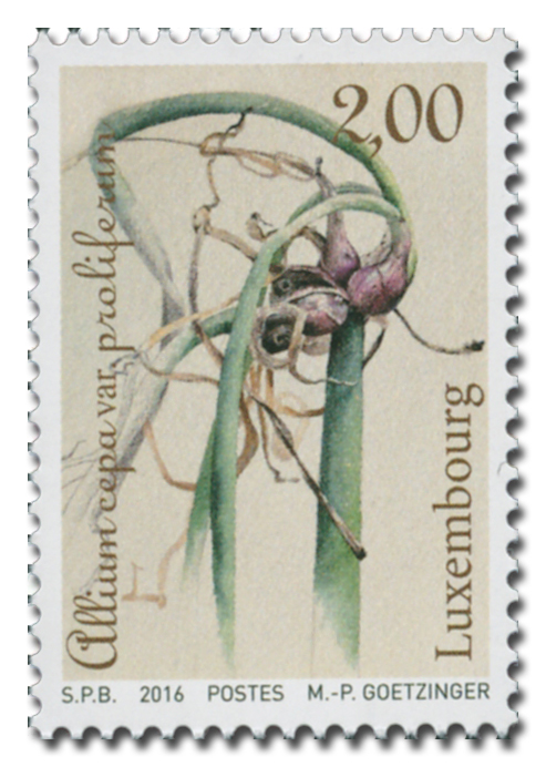 Gemüse - Allium cepa