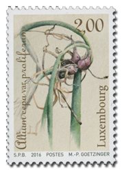 Legume - Allium cepa