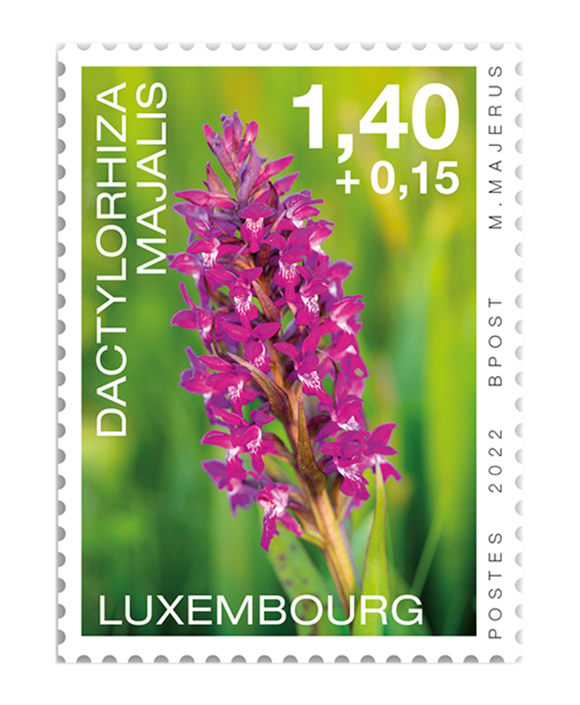 Orchideen 2022: Dactylorhiza majalis