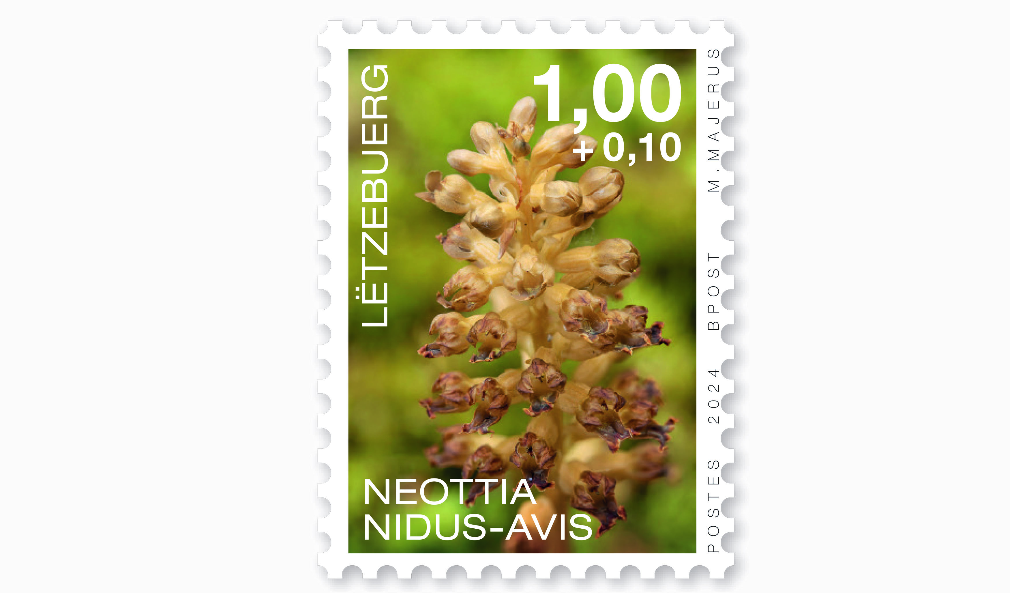 Orchids 2024: Neottia Nidus-Avis