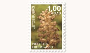 Orchidées 2024: Neottia 1,00+0,10