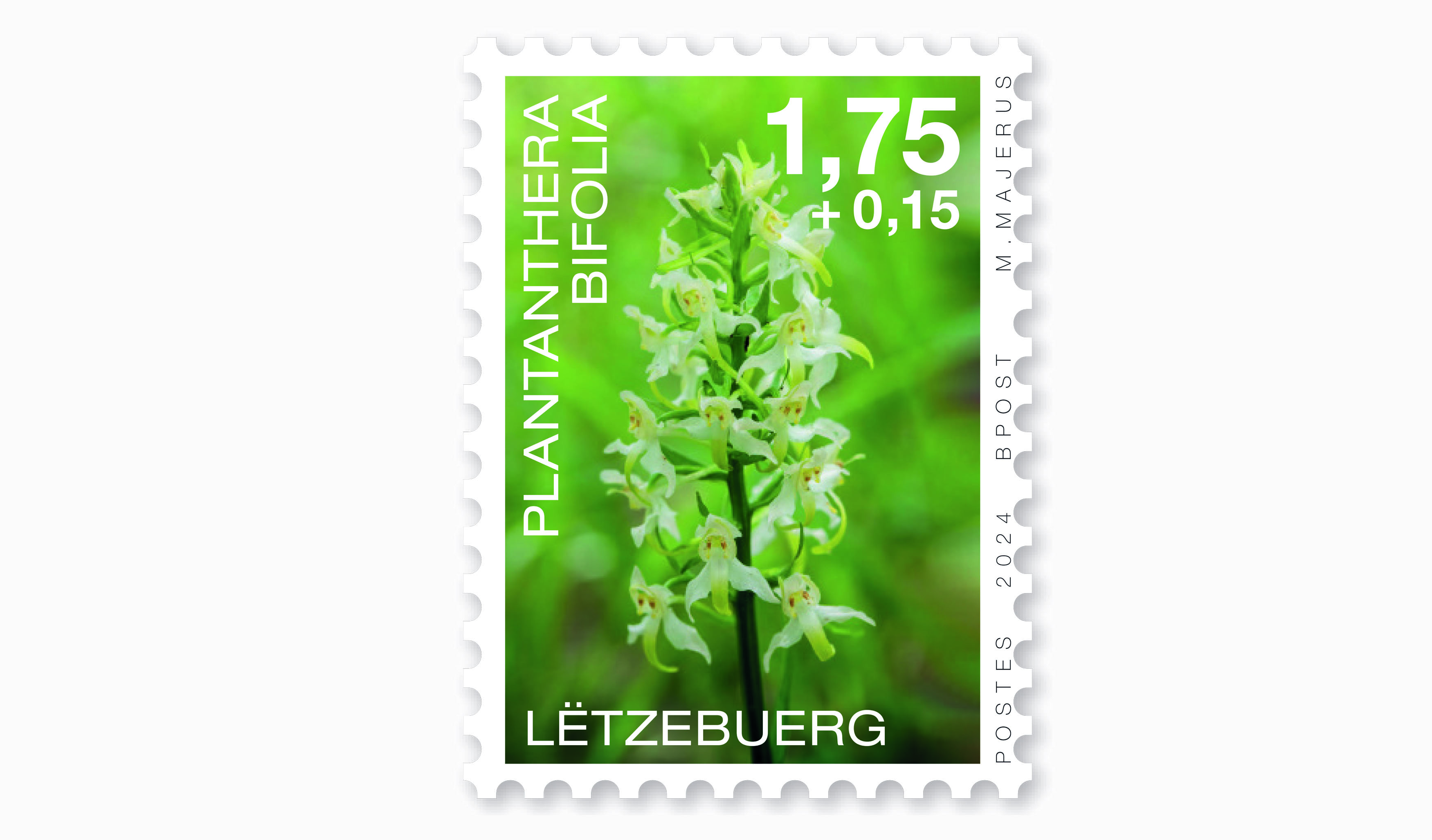 Orchidées 2024: Plantanthera 1,75+0,15