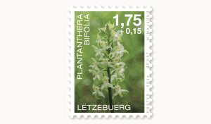 Orchidées 2024: Plantanthera 1,75+0,15