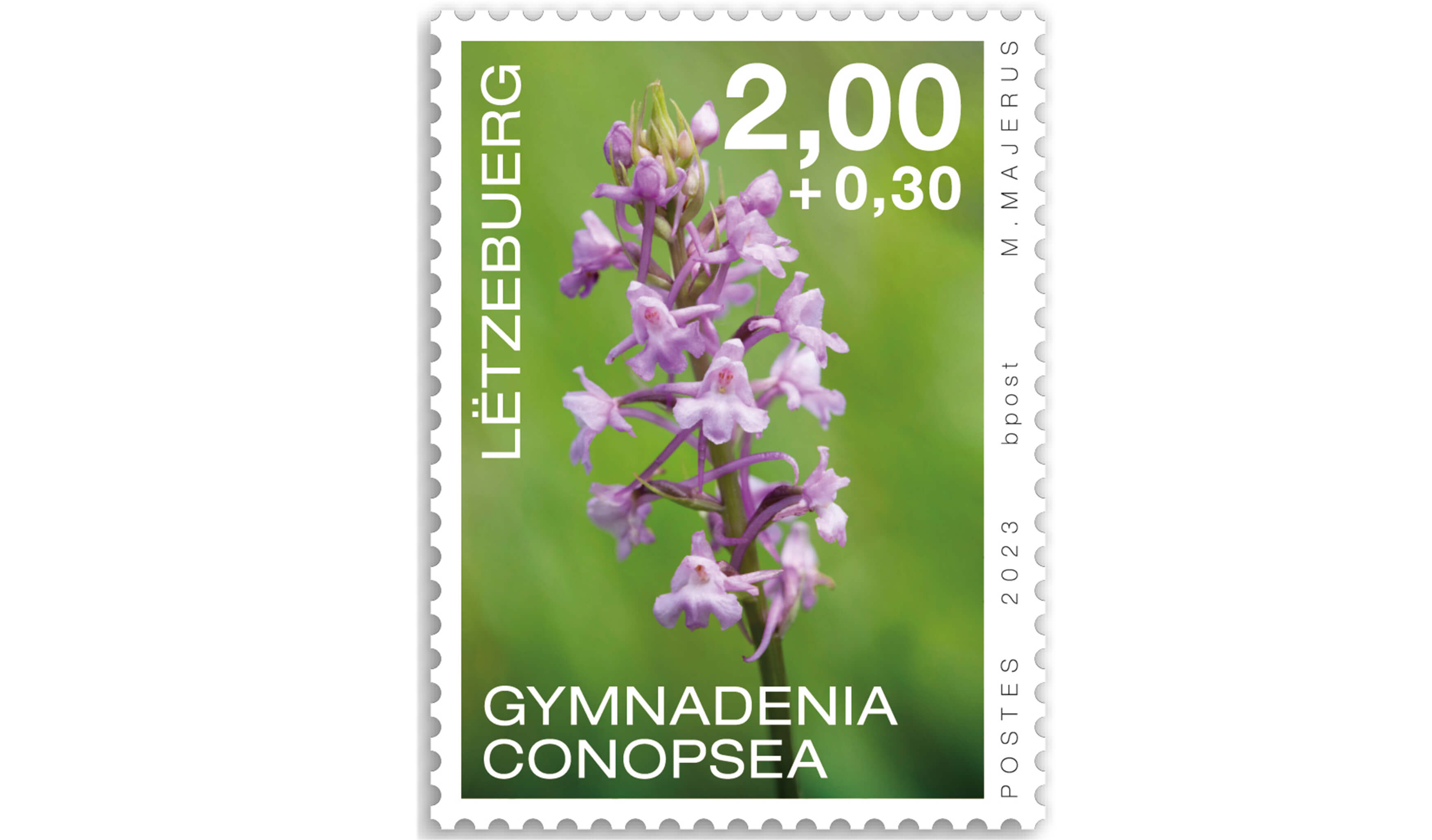 Orchids 2023: Gymnadenia conopsea