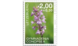 Orchids 2023: Gymnadenia conopsea