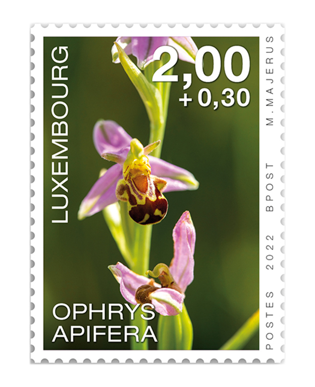 Orchideen 2022: Ophrys apifera