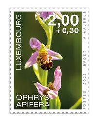 Orchidees 2022: Ophrys apifera