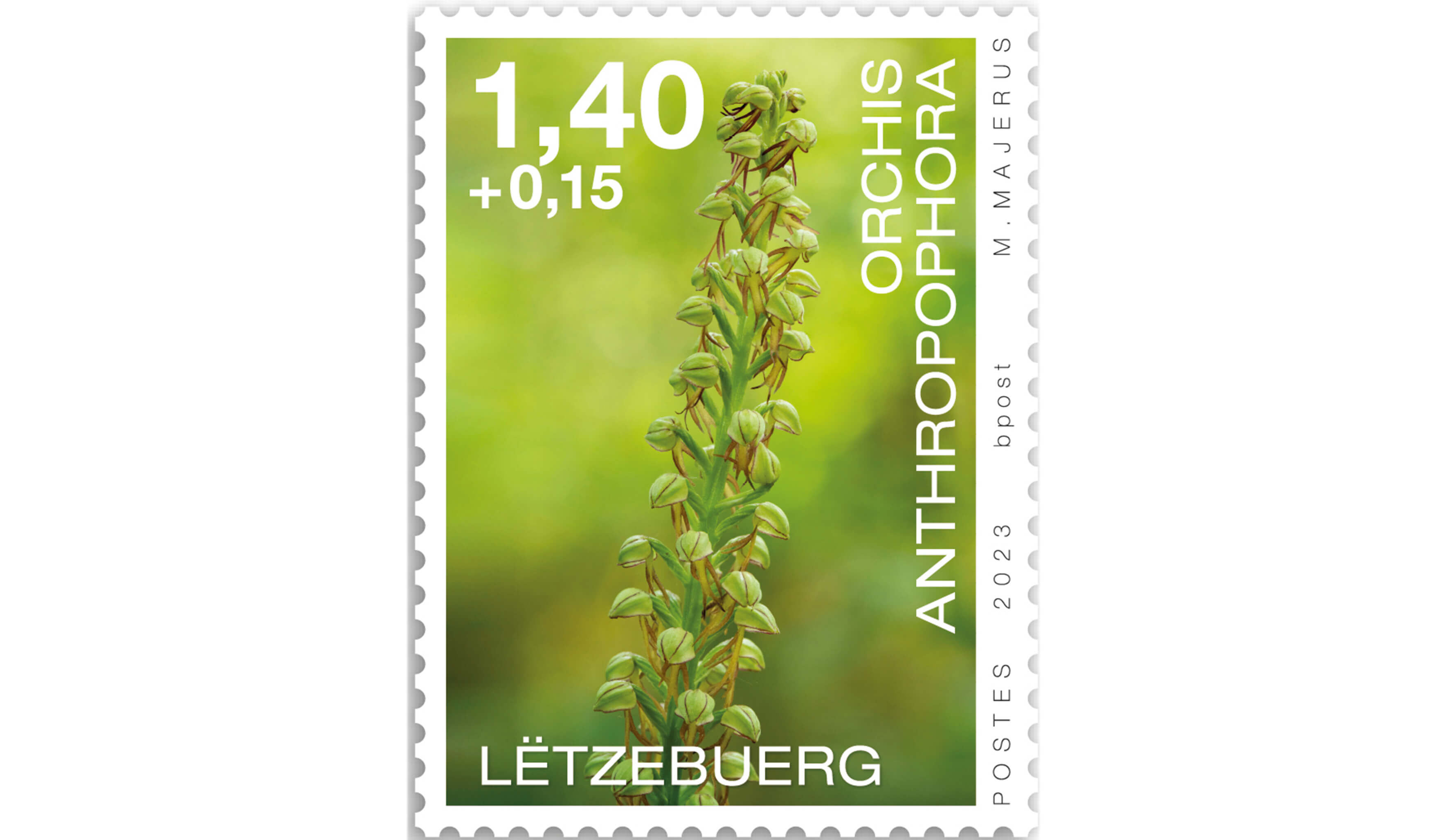 Orchidées 2023:Orchis anthrop. 1,40+0,15