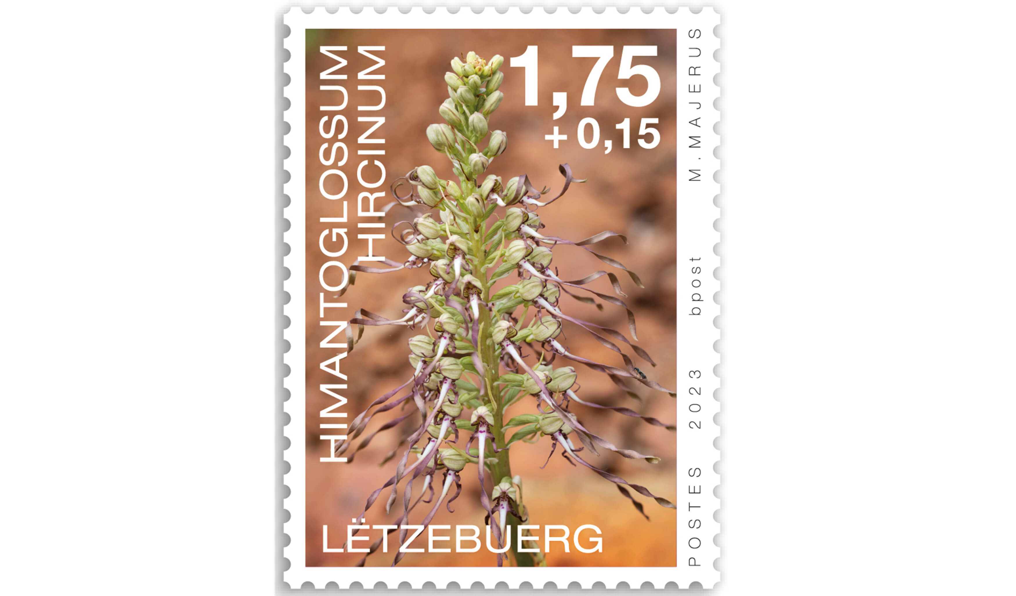 Orchidées 2023: Himantoglossum 1,75+0,15