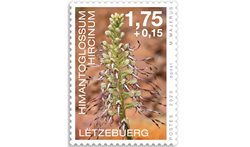 Orchideen 2023: Himantoglossum hircinum