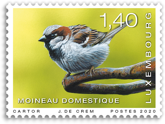 oiseaux - Moineau domestique 1,40