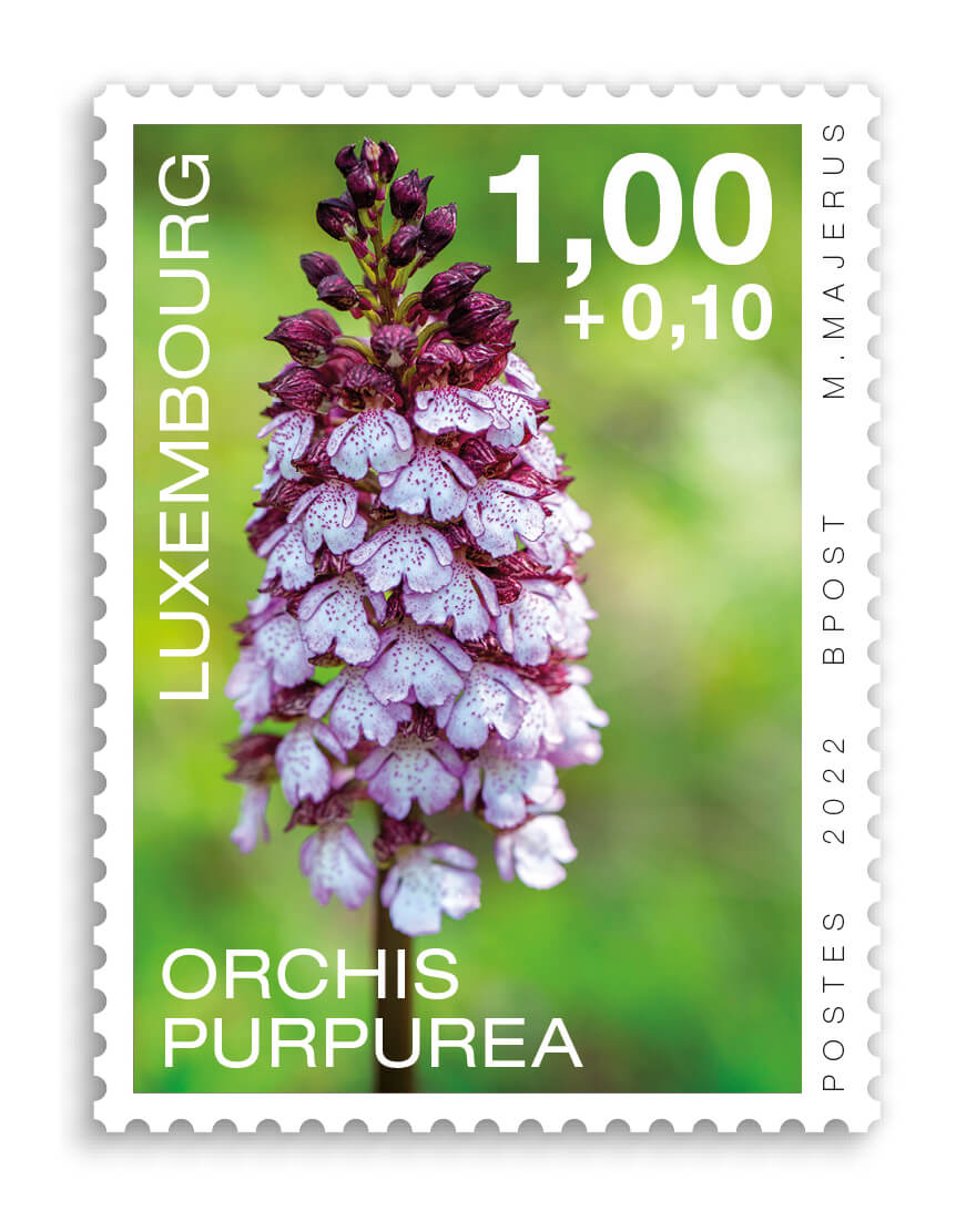 Orchids 2022: Orchis Purpurea