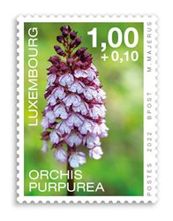 Orchideen 2022: Orchis Purpurea