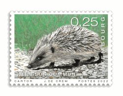 animals - Hedgehog